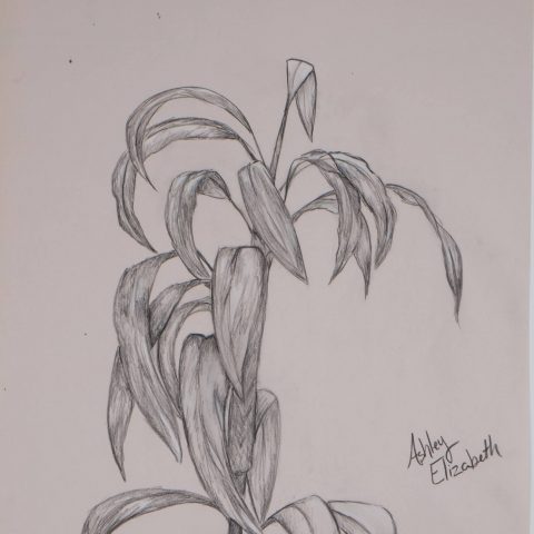 Work from the Sophomore Review