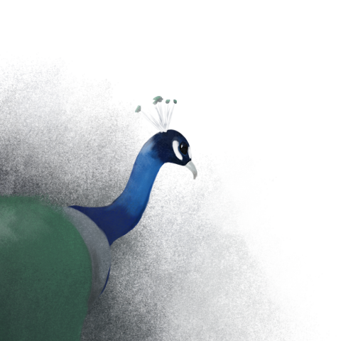 Peacock sketch from the sketchbook
